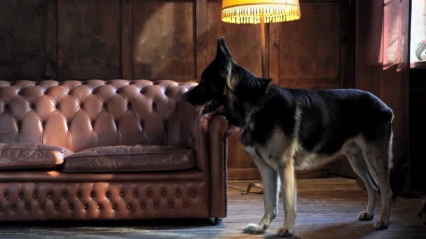 In uno studio fotografico Shepherd si trova accanto a un divano in pelle. Cane in studio. Filmati 4k di alta qualità — Video Stock