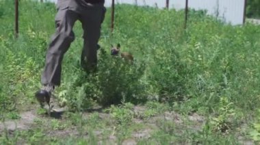 Belçika Çoban Köpeği Malinois gri pantolonlu bir adamın peşinden koşuyor. Çoban köpeği otların üzerinde sahibine koşar.