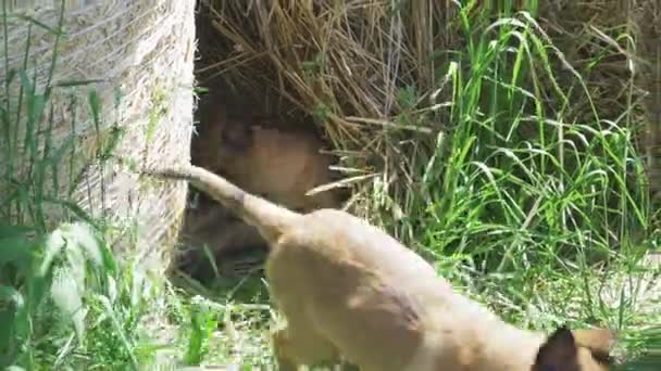 Két növekvő belga pásztor egy szénakazalban. Az egyik kiskutya a szalma árnyékában fekszik, a másik elszalad. — Stock videók