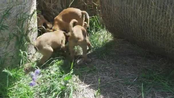 Чотири щенята бельгійського пастуха поділяють м'яч біля сіна. Міленуа грає в полі в соломі.. — стокове відео