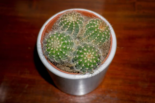 Zbliżenie Kaktusa Białej Sadzarce — Zdjęcie stockowe