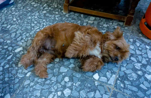 Brązowy Pies Leżący Ziemi — Zdjęcie stockowe