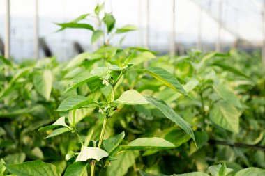 Biber bitkisinin kökleri, yapraklar yakın plan.