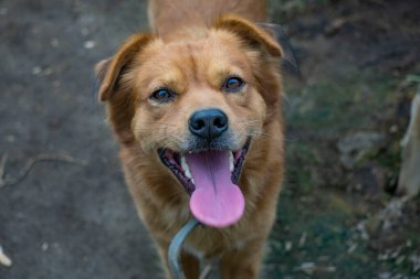 kahverengi ve büyük sevimli bir köpek.