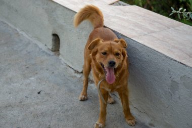 kahverengi ve büyük sevimli bir köpek.