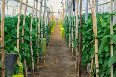 İspanya 'da biber bitkisi serası