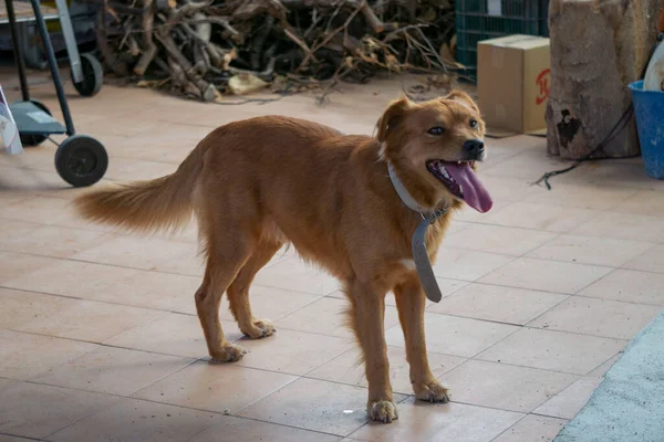kahverengi ve büyük sevimli bir köpek.
