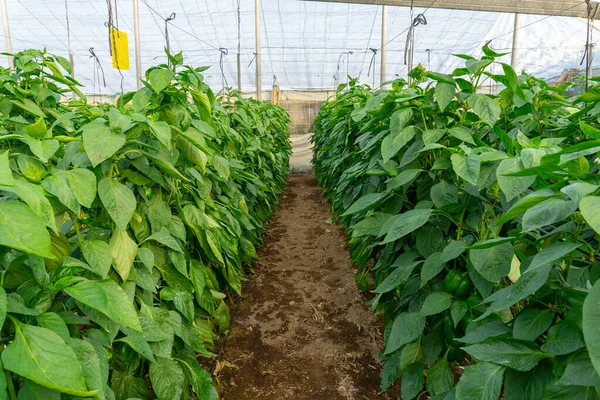 greenhouse of pepper plants in spain