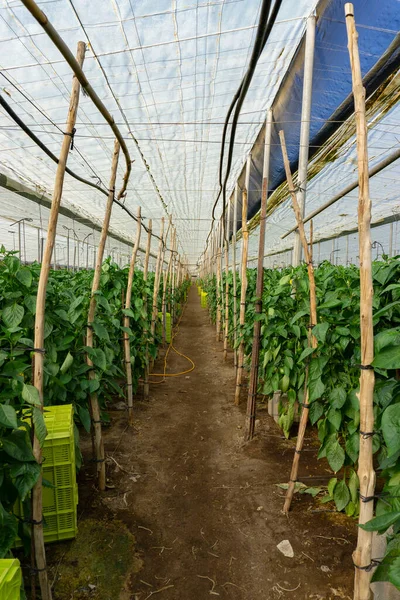 greenhouse of pepper plants in spain