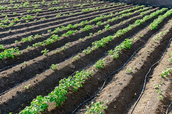 Gemüsegarten Mit Kartoffelpflanzen — Stockfoto