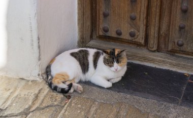 Sokakta dinlenen üç renkli kedi.