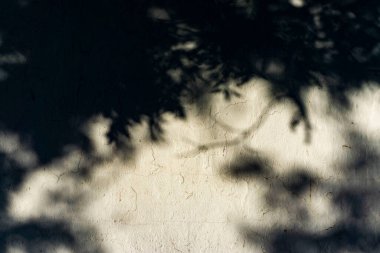 Bitki gölgeli beyaz duvar