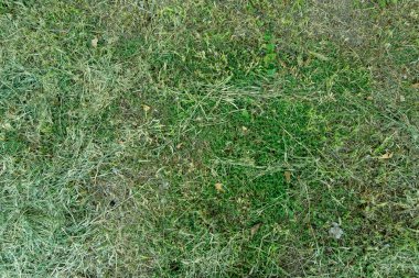 Çimenler ve biçilmiş çimenler