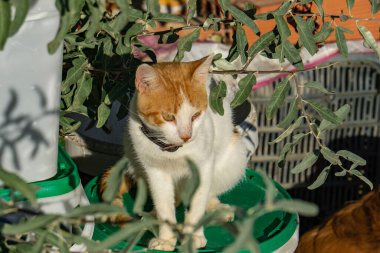 Genç beyaz ve turuncu kedi