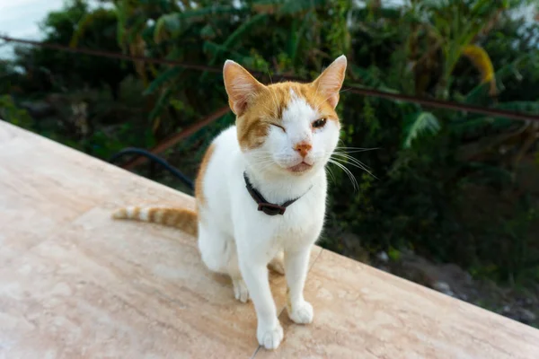 Mladá Bílá Oranžová Kočka — Stock fotografie