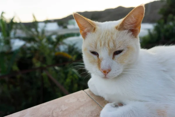 Červená Bod Kočka Fena Venkovní — Stock fotografie