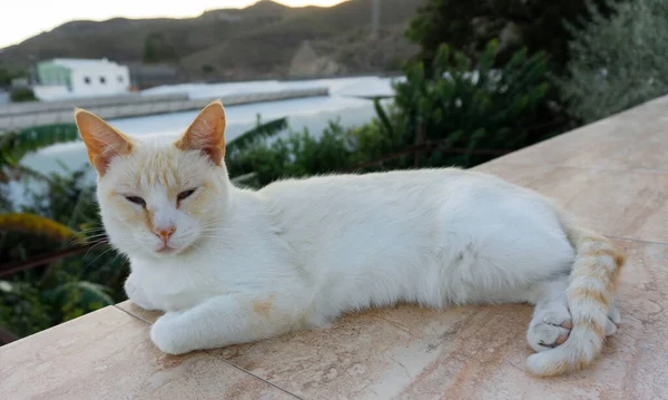 Kırmızı noktalı kedi dişi dışarıda.