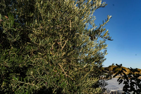 Zeytin ve gökyüzü arkaplanlı zeytin ağacı