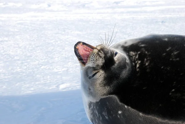 南極の極地の駅の近くの氷の上にアザラシが — ストック写真