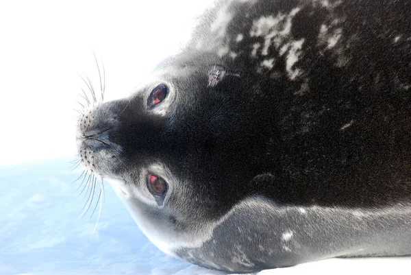 Focas Gelo Perto Estação Polar Antártica — Fotografia de Stock