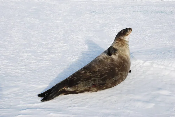 Zeehonden Ijs Bij Het Poolstation Antarctica — Stockfoto