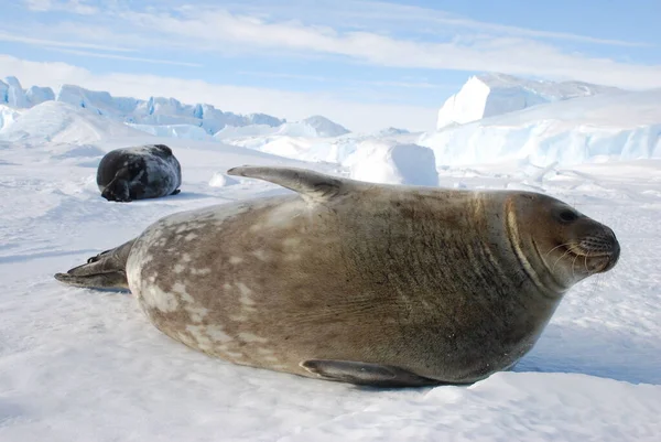 Focas Gelo Perto Estação Polar Antártica — Fotografia de Stock