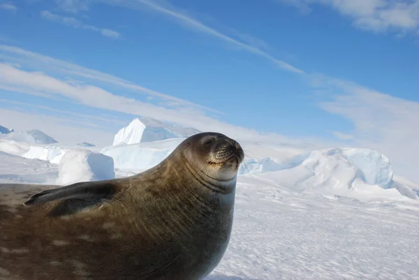 Focas Gelo Perto Estação Polar Antártica — Fotografia de Stock