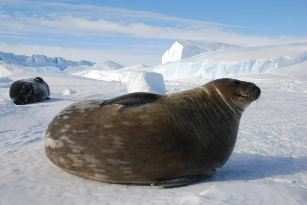 Phoques Sur Glace Près Station Polaire Antarctique — Photo