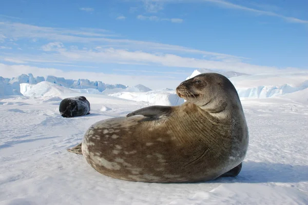 Těsnění Ledu Blízkosti Polární Stanice Antarktida — Stock fotografie