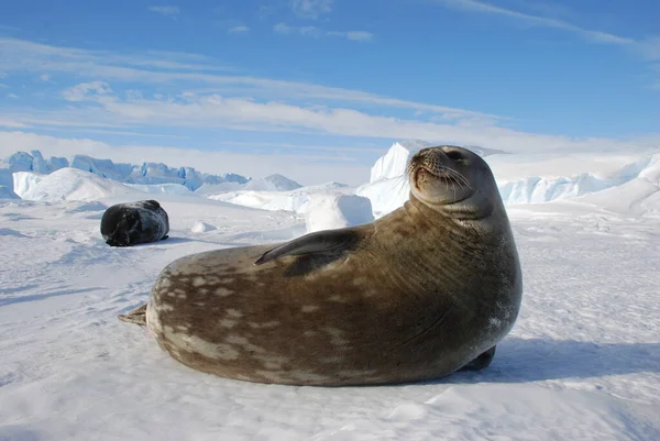 Phoques Sur Glace Près Station Polaire Antarctique — Photo