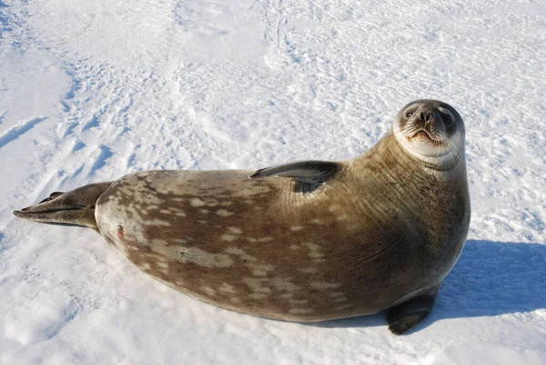 Focas Gelo Perto Estação Polar Antártica — Fotografia de Stock