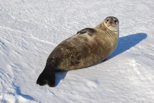 Seals Ice Polar Station Antarctica — Stock Photo, Image