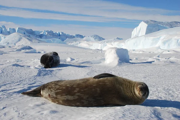 Focas Gelo Perto Estação Polar Antártica — Fotografia de Stock