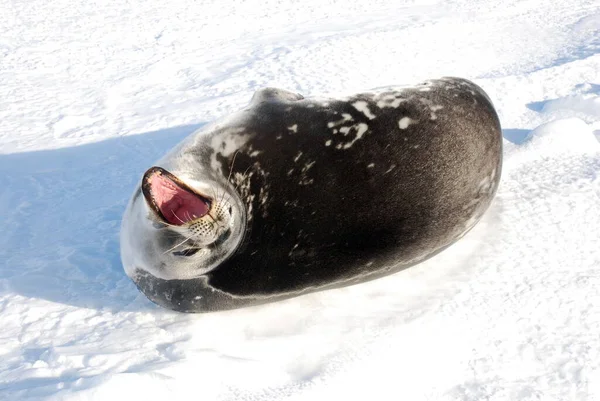 南极极地站附近冰上的海豹 — 图库照片