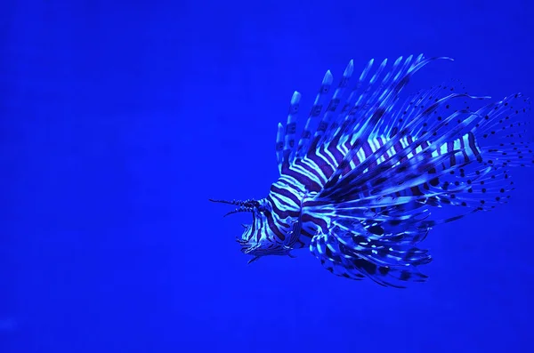 Lionfish onder water — Stockfoto