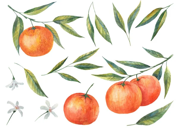 Mandarinky Citrusy Ilustrace Listů Květů Mandarinek Bílém Pozadí — Stock fotografie