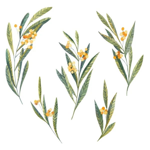 Liście Kwiaty Żółte Mimoza Liście Botaniczne Jagody Akwareli Białym Tle — Zdjęcie stockowe