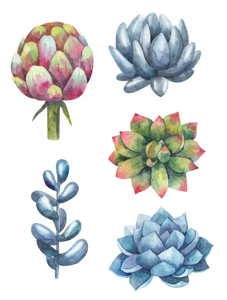 Sada Sukulentů Kaktusy Rostliny Akvarel Ilustrace Bílém Pozadí — Stock fotografie