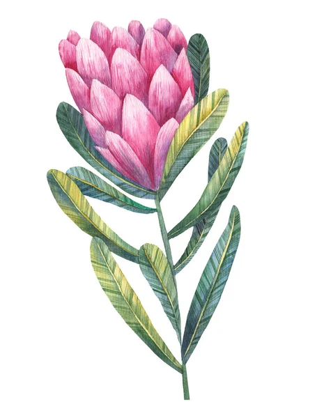 Tropicale Protea Fiore Aquaerlu Illustrazione Sfondo Bianco — Foto Stock