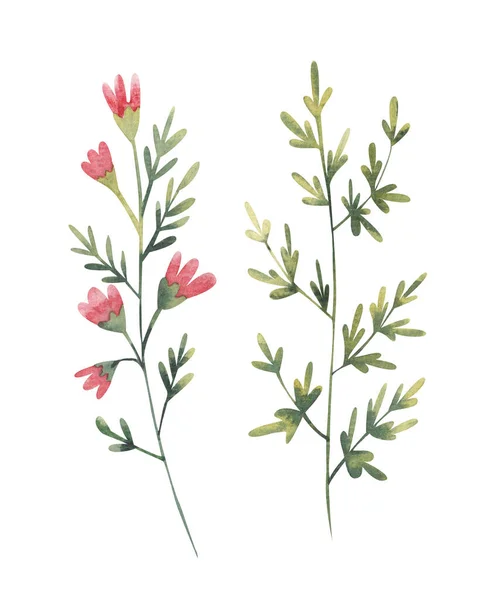 Zestaw Dzikich Kwiatów Czerwonymi Kwiatami Akwarela Ilustracja Białym Tle — Zdjęcie stockowe