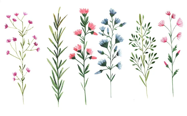 Zestaw Dzikich Kwiatów Akwarela Ilustracja Białym Tle — Zdjęcie stockowe