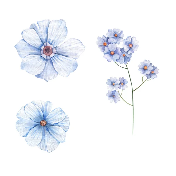 Zestaw Dzikich Kwiatów Nie Zapomnij Mnie Akwarela Ilustracja Białym Tle — Zdjęcie stockowe