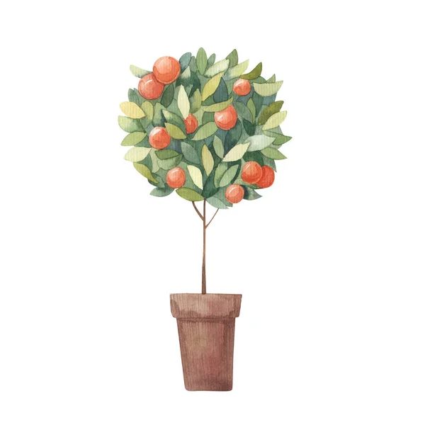 Mandarinka Citrusové Stromy Akvarel Ilustrace Bílém Pozadí — Stock fotografie