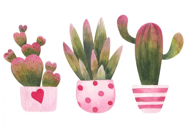 Set Cactuși Roz Verde Ghiveci Flori Ornamentale Ilustrare Fundal Alb — Fotografie, imagine de stoc