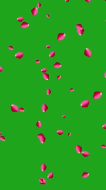 Güzel kırmızı gül yaprakları yalıtılmış yeşil ekran arkaplanı olan bir yüzeye nazikçe düşüyor ve dağılıyor. Romantik, düğün ya da aşk temalı video projeleri için mükemmel..