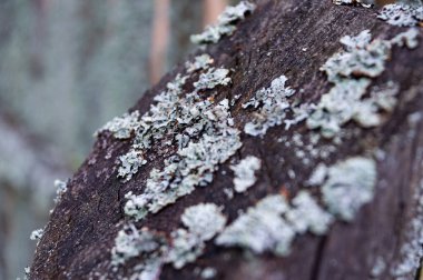 Yaşlı bir ağaçtaki gri yosunların arka planı. Yakın plan, seçici odaklanma. Soyut arkaplan.