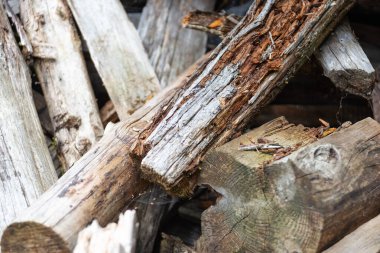 Yaşlı bir ağaçtaki gri yosunların arka planı. Yakın plan, seçici odaklanma. Soyut arkaplan.