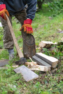 Yaşlı bir ağaçtaki gri yosunların arka planı. Yakın plan, seçici odaklanma. Soyut arkaplan.