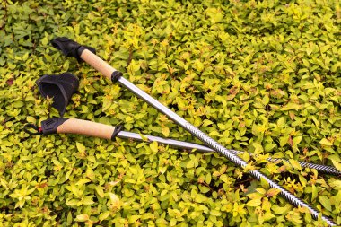 The Nordic walking poles lie on the yellow bushes. The view from the top. Space for text. Close-up, selective focus. Concept of maintaining health in the context of the coronavirus pandemic. clipart