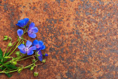 Paslı metalik doku ve mavi kır çiçekleri. Grunge, oksitlenmiş metal levhanın arka planı. Mesaj için yer var. Yüksek çözünürlük.